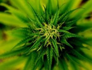 marijuana