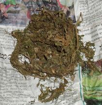 marijuana