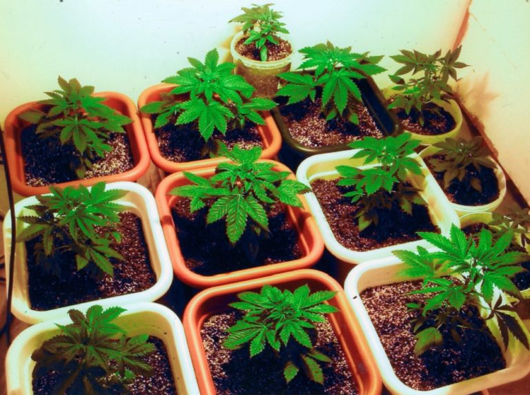 Positive Effect Of Marijuana