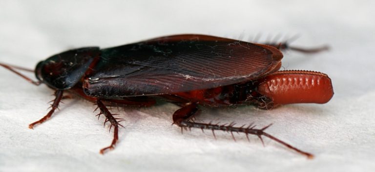Top Home Remedies To Kill Cockroaches