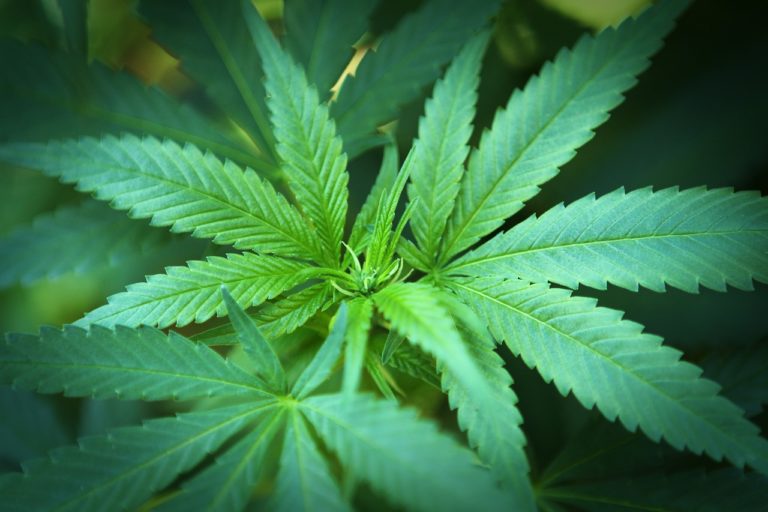 What Is the Legal Age to Buy Marijuana